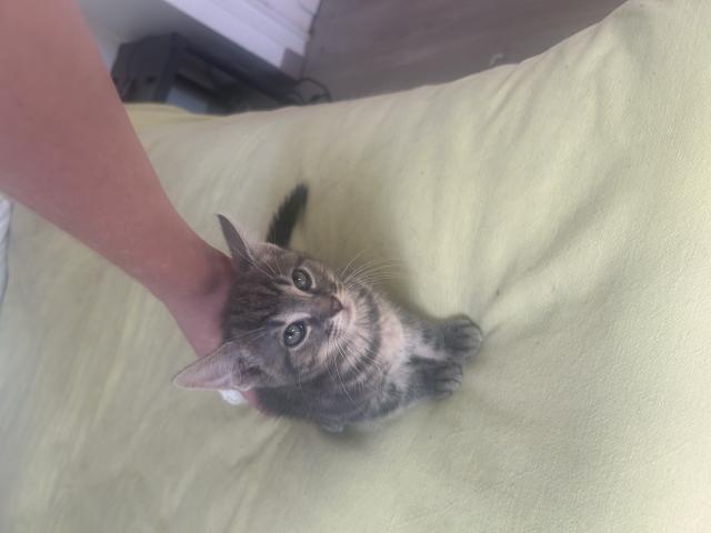 Photo Chaton a donner image 3/3