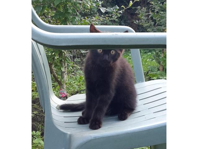 Photo Chaton a donner image 3/3