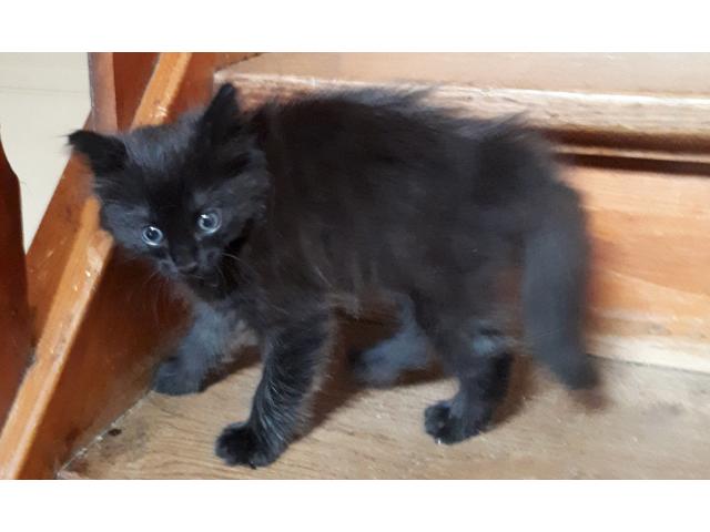 Photo chaton angora turc noir yeux bleus image 3/6