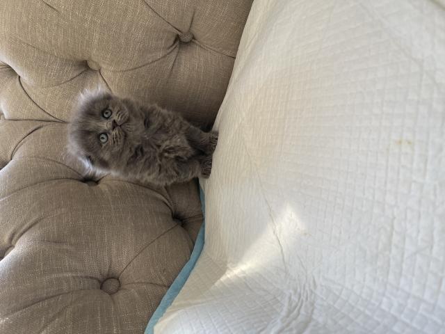 Photo Chaton British et Scottishfold image 3/3