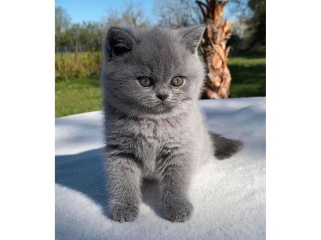 Photo chaton british shorthair (Noel approche a grand pas) image 3/3