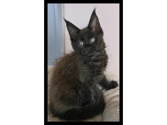 Photo Chaton femelle maine coon black image 3/5