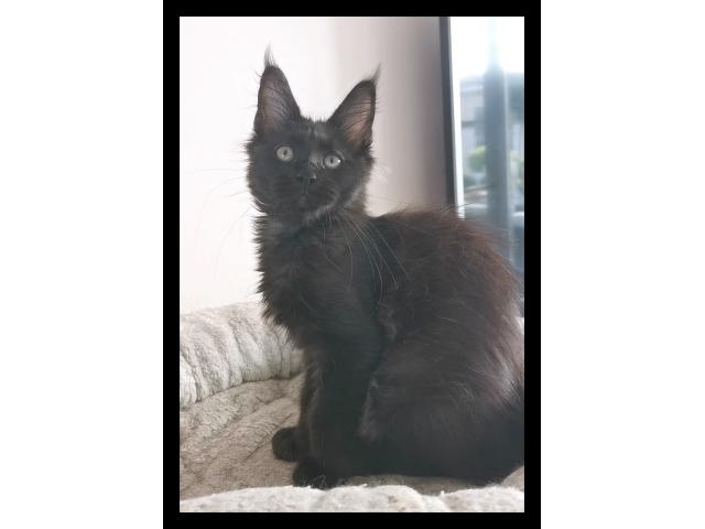 Photo Chaton Femelle maine coon black smoke image 3/4