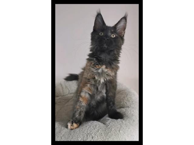 Photo Chaton maine coon disponible de suite image 3/4