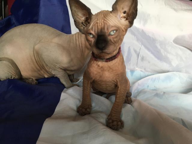 Photo Chaton Sphynx loof image 3/3