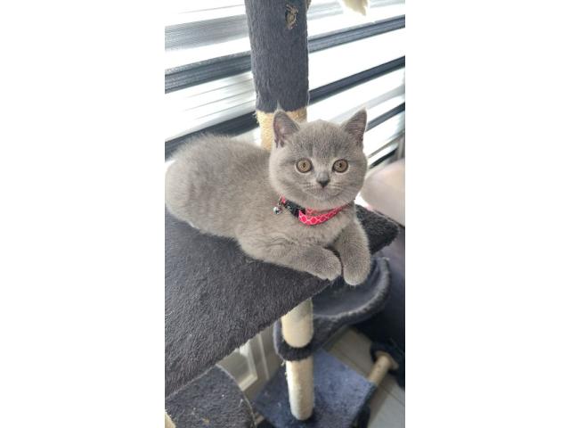 Photo Chatonne British Shorthair image 3/3