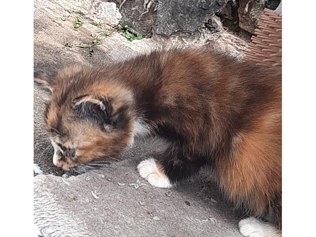 Photo Chatons a donner image 3/4