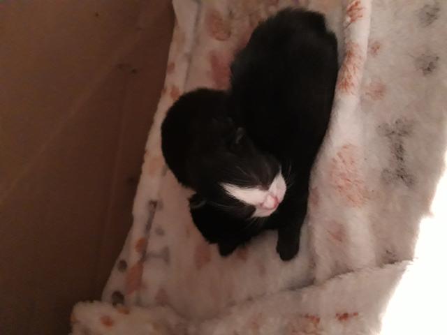Photo Chatons a donner image 3/3