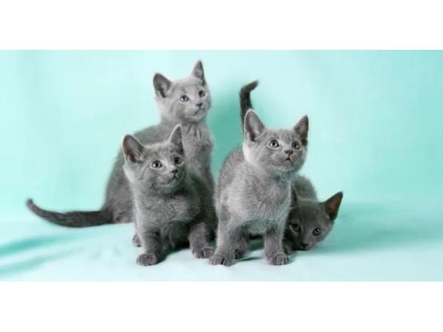 Photo Chatons bleu russe pure race déjà sevrés image 3/3