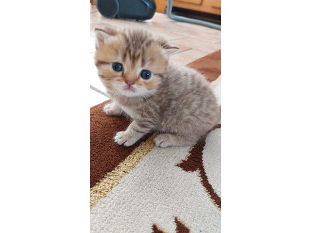 Photo Chatons British shorthair image 3/4