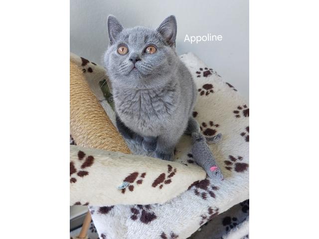 Photo Chatons british Shorthair bleus image 3/3