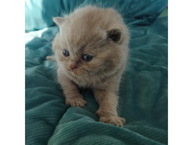 Photo Chatons British Shorthair fawn à réserver image 3/5