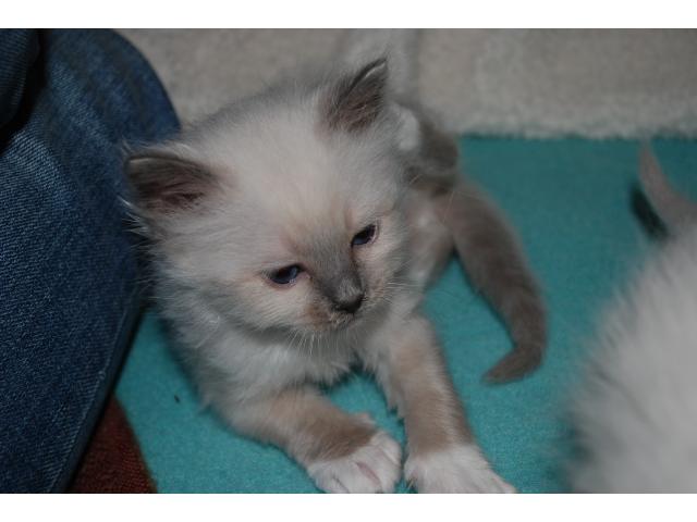 Photo chatons disponibles image 3/4