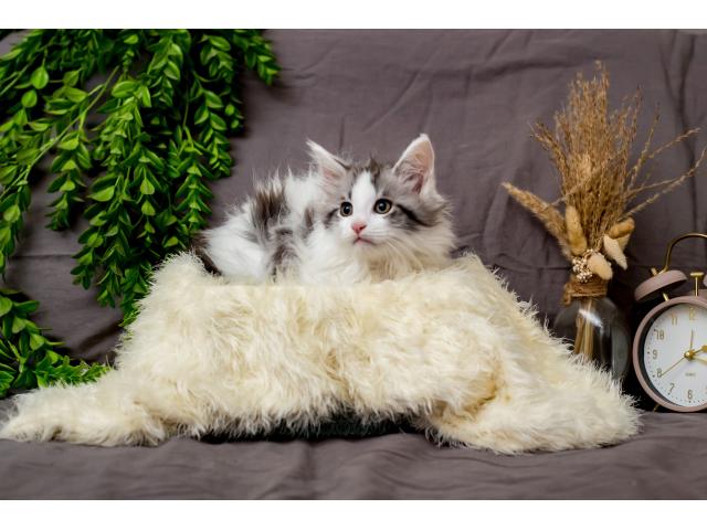 Photo Chatons Maine Coon à vendre (pédigrée) image 3/6