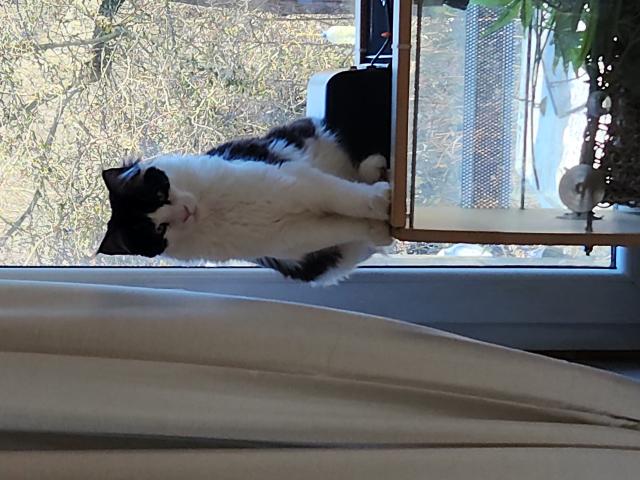 Photo Chatons Mainecoon image 3/3