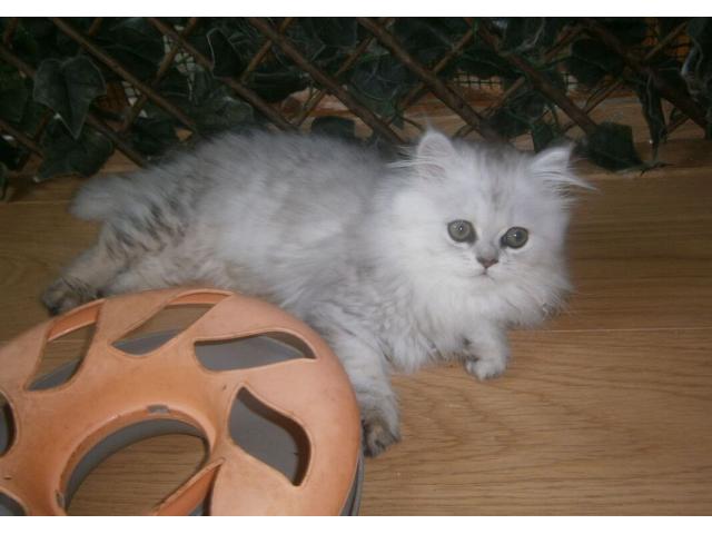 Photo Chatons persans chinchilla image 3/4