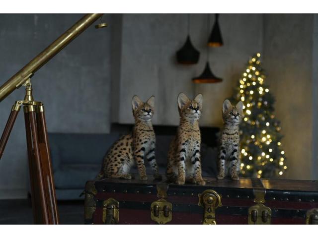 Photo chatons savannah  disponible image 3/6
