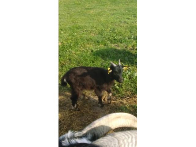 Photo Chevreau image 3/4