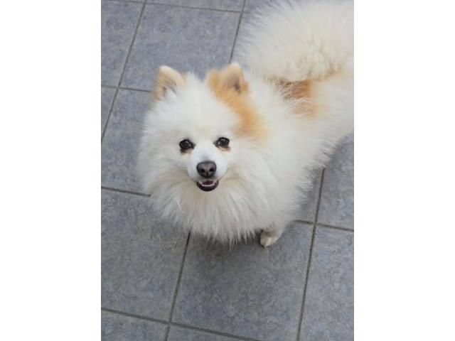Photo Chien a vendre image 3/3