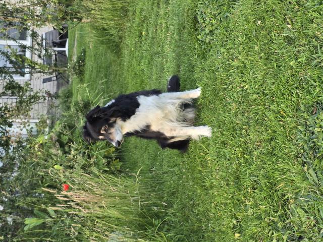 Photo chien pour compagnie image 3/3
