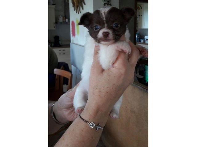 Photo Chihuahua image 3/6