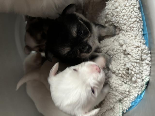 Photo Chihuahua image 3/5
