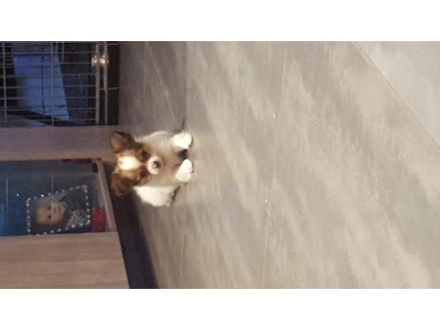 Photo Chihuahua image 3/3