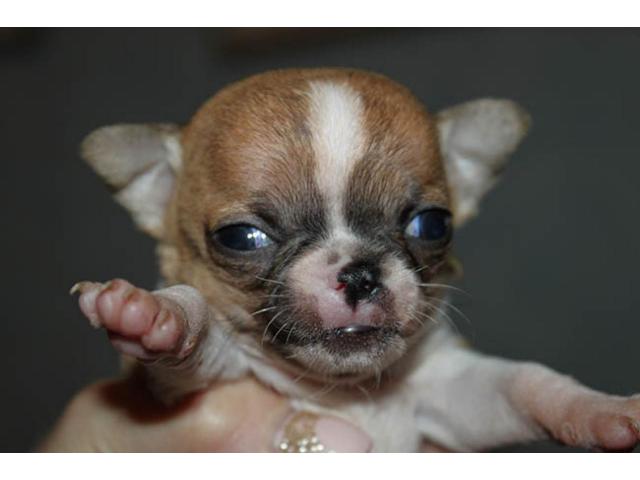 Photo Chihuahua à poil court image 3/3