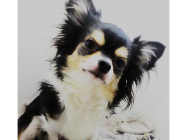 Photo Chihuahua à poils longs adulte image 3/3