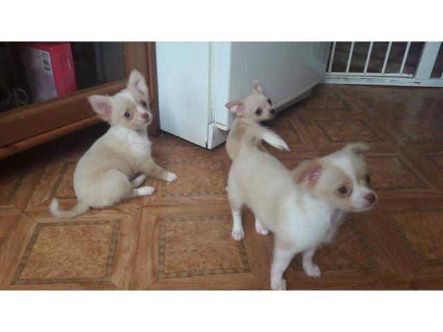Photo Chihuahua à vendre image 3/5