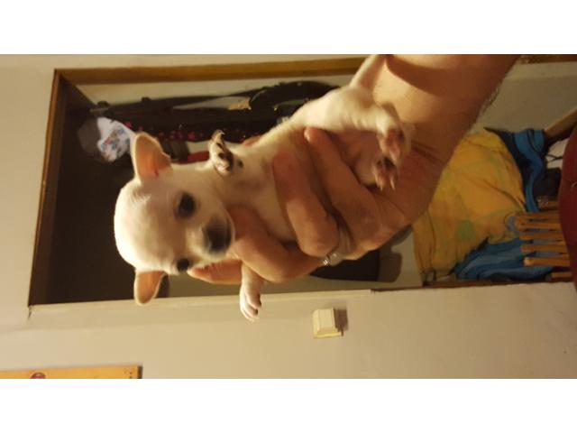 Photo Chihuahua à vendre image 3/4