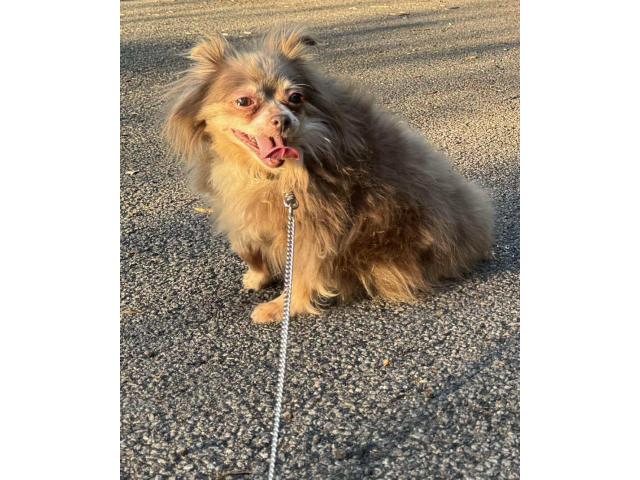 Photo Chihuahua adulte image 3/3