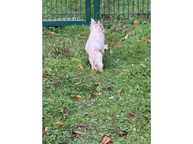 Photo Chihuahua adulte image 3/6