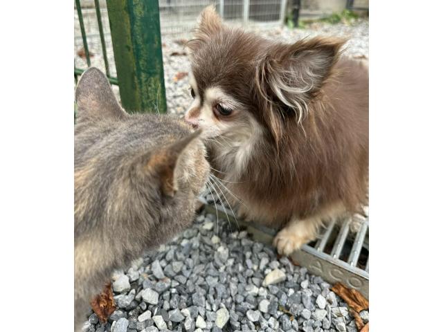 Photo Chihuahua adulte image 3/4