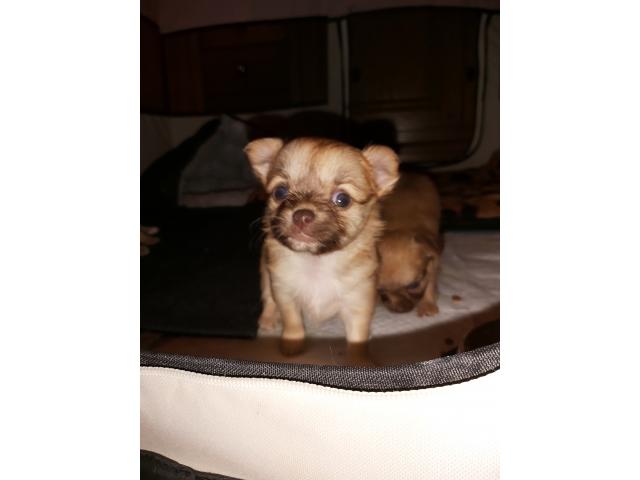 Photo chihuahua agree occasionel image 3/4