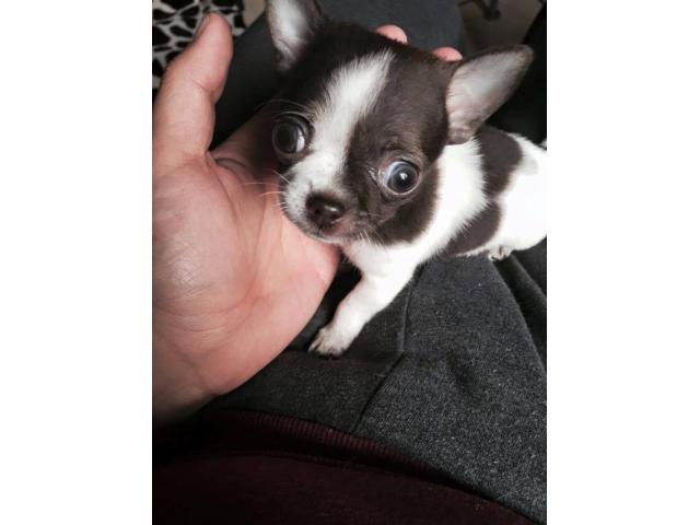 Photo Chihuahua blanc et choco poils court image 3/6