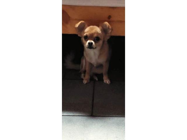 Photo Chihuahua chiot femelle image 3/3