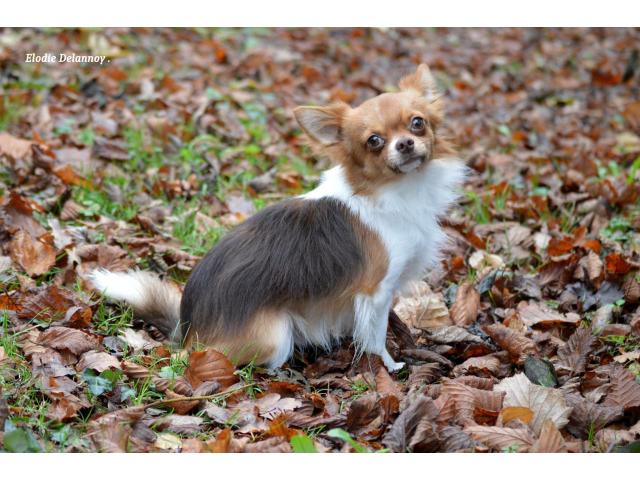 Photo Chihuahua choco porteur lavande disponible pour saillie image 3/6