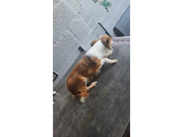 Photo Chihuahua femelle image 3/3