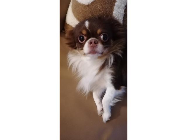 Photo Chihuahua femelle 3 ans image 3/3