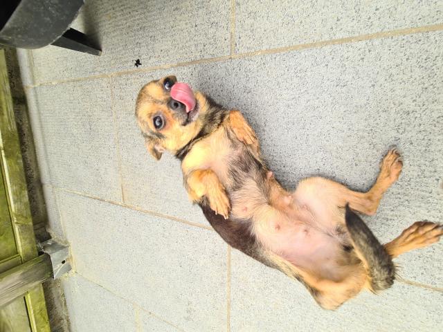 Photo Chihuahua femelle adulte image 3/5