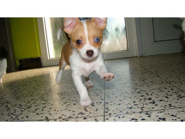 Photo Chihuahua femelle de 3 mois image 3/5