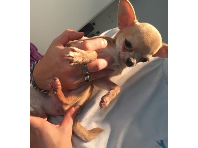 Photo Chihuahua femelle toy image 3/4
