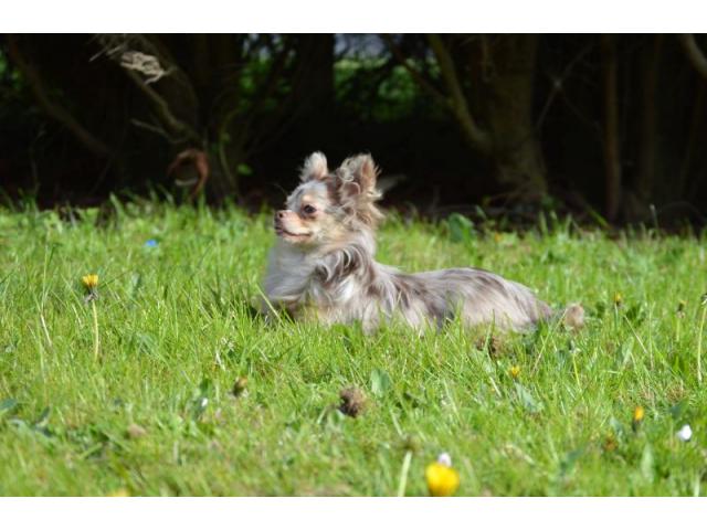 Photo Chihuahua mâle couleur lavande claire/bringée image 3/6