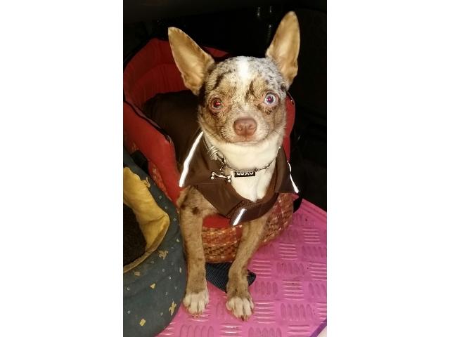 Photo Chihuahua merle lavande image 3/3