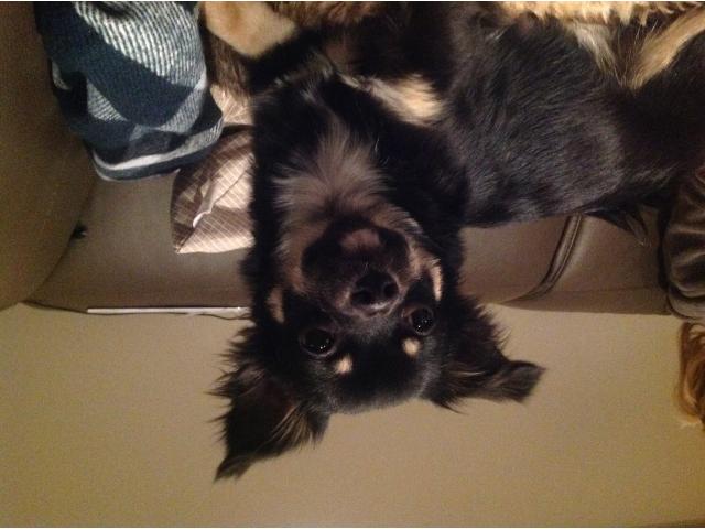 Photo Chihuahua noir et beige pour saillie image 3/5