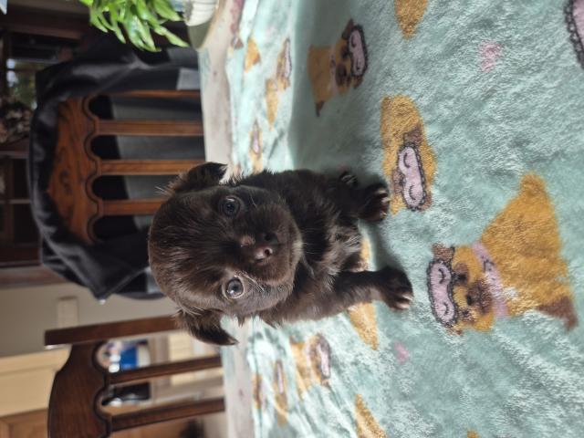 Photo chihuahua poils long image 3/4