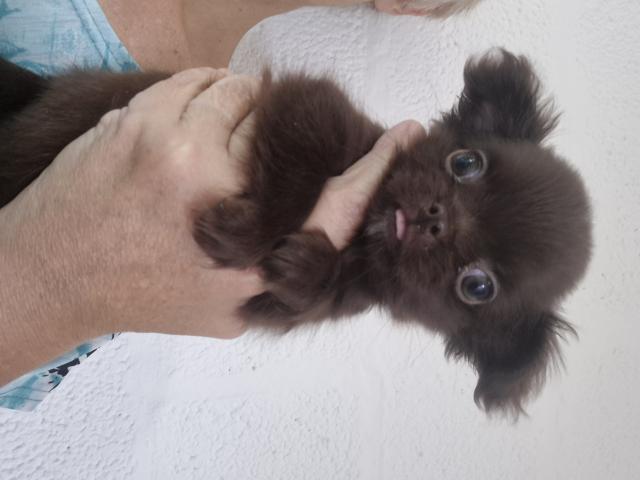 Photo chihuahua poils long image 3/3
