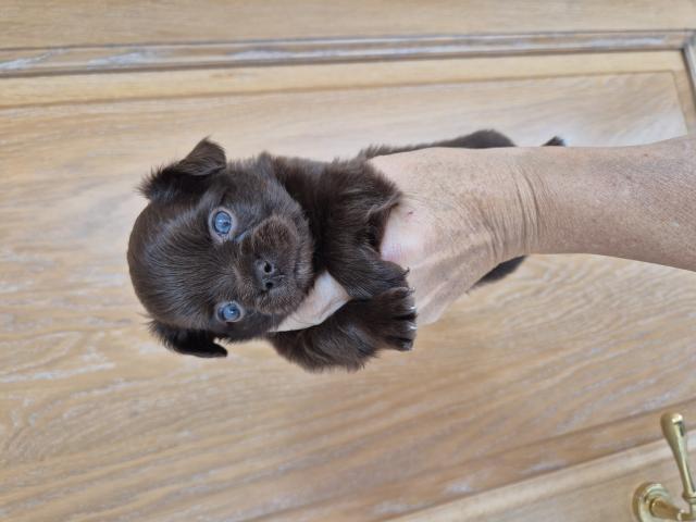 Photo chihuahua poils long image 3/6