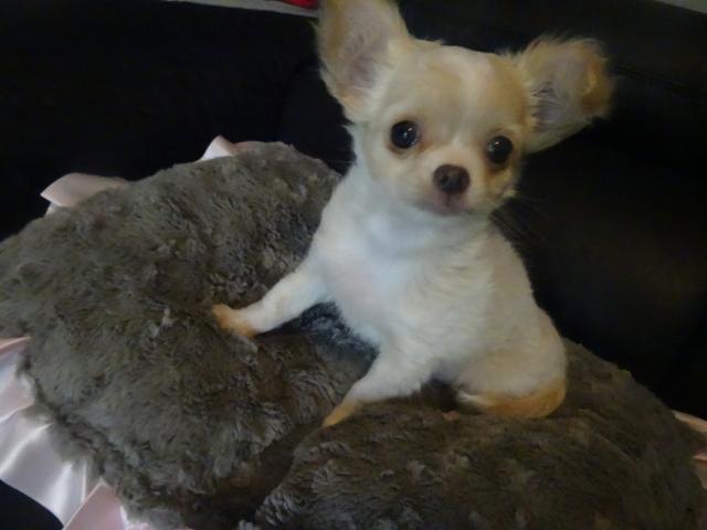 Photo Chihuahua poils longs image 3/4